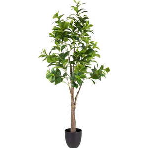 Umělá rostlina (výška 145 cm) Peperomia – Ixia obraz