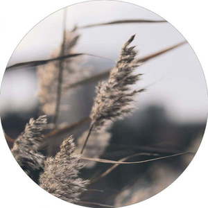 Obraz ø 40 cm Mellow Grasses 3 – Malerifabrikken obraz