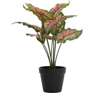 Umělá rostlina (výška 40 cm) Caladium – Light & Living obraz