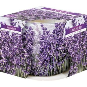 Vonná svíčka ve skle Lavender 100 g, 7, 2 cm obraz