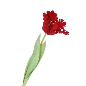 Červený tulipán Silk Tulip Red - 64 cm 612852 obraz