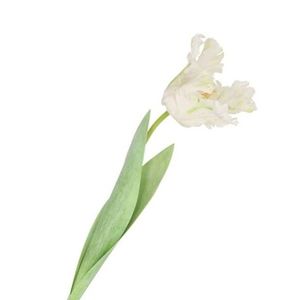 Bílý tulipán Silk Tulip White - 64 cm 612853 obraz