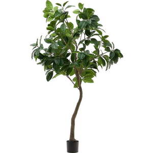 Umělý fíkus (výška 210 cm) Ficus – Kave Home obraz