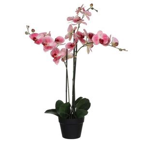 XXXL ORCHIDEJ obraz
