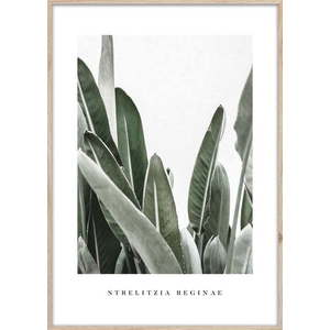 Obraz 50x70 cm Strelitzia – Styler obraz