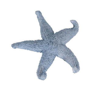 Soška z polyresinu (výška 5 cm) Star – Ixia obraz
