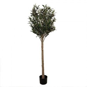 Dekorace umělý stromek olivovník s olivami Olea Tree - 50*50*165 cm 5PL0148 obraz