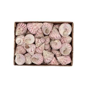 Béžovo-růžová dekorace mušle v krabičce - 1130g 620839 obraz