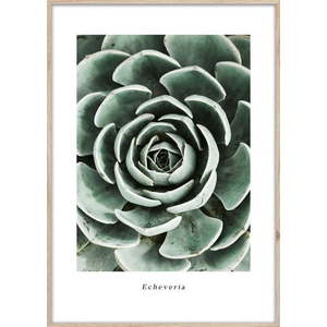 Obraz 50x70 cm Echeveria – Styler obraz