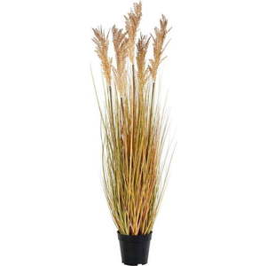 Umělá tráva (výška 110 cm) Sorghum – House Nordic obraz