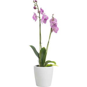 Keramický květináč ø 14 cm Thalia – Artevasi obraz