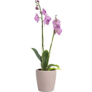 Keramický květináč ø 14 cm Thalia – Artevasi obraz