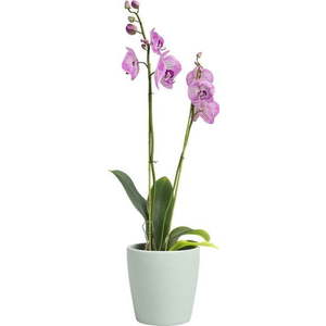 Keramický květináč ø 14 cm Thalia – Artevasi obraz