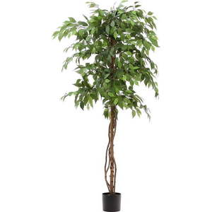 Umělý fíkus (výška 180 cm) Ficus – Kave Home obraz