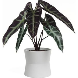 Keramický květináč ø 14 cm Diana – Artevasi obraz