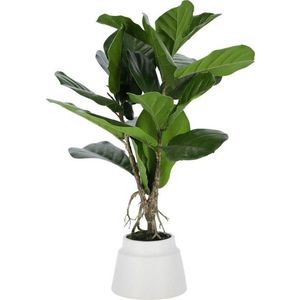 Umělý fíkus (výška 60 cm) Lyrata – Kave Home obraz
