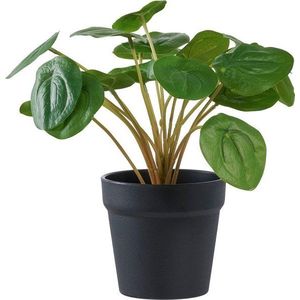 Umělá rostlina (výška 28 cm) Pelia – House Nordic obraz