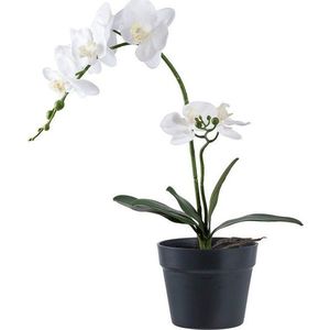 Umělá květina (výška 47 cm) Orchid – House Nordic obraz
