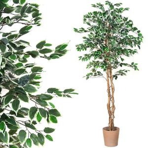 PLANTASIA 1654 Umělá květina fíkus, 190 cm obraz