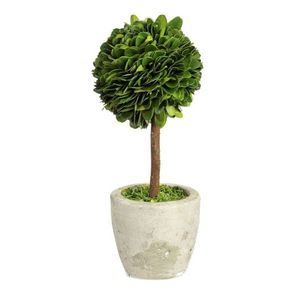Buxus na kmínku v květináči - Ø10*24 cm 22078 obraz
