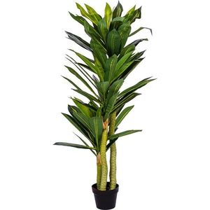 PLANTASIA 85196 Umělý strom Dracaena 120 cm, 81 listů obraz