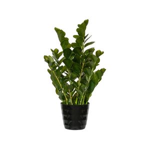 Realistická umělá rostlina Zamiokulkas - Pottery Pots obraz