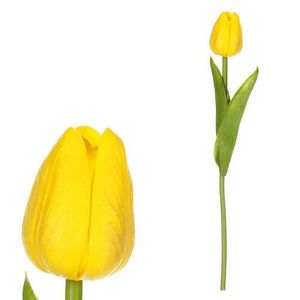 TULIPÁN 34 cm obraz
