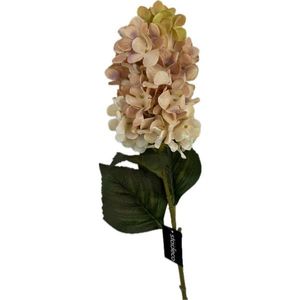 HORTENZIE 72 cm obraz