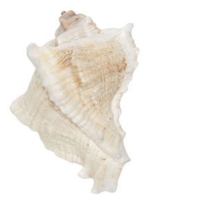 Úchytka mušle- 7*6 cm 64183 obraz