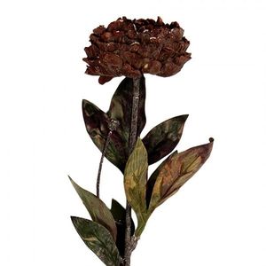 Vínovo-hnědá umělá dekorace sušená květina pivoňka - 10*10*65 cm 6PL0405BU obraz