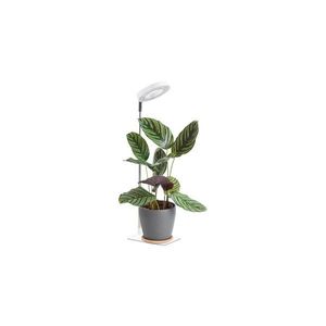 LED Stmívatelná stolní lampa pro pěstování rostlin VERDI LED/5W/5V 1300K bílá 004320 obraz