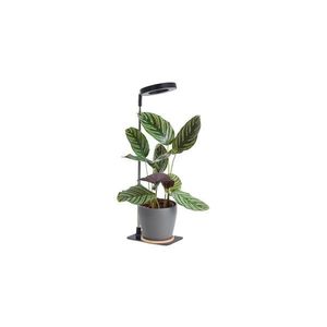 LED Stmívatelná stolní lampa pro pěstování rostlin VERDI LED/5W/5V 1300K černá 004321 obraz
