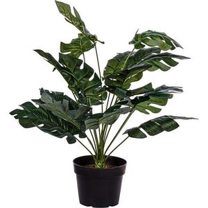 PLANTASIA 81742 Umělá rostlina monstera, 60 cm obraz