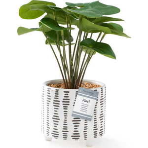 Umělá rostlina (výška 23 cm) Flori Pilea – AmeliaHome obraz