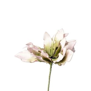 PROTEA protea 38 cm obraz