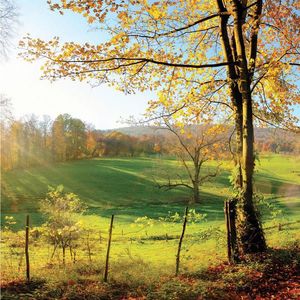 OBRAZ NA SKLE, krajina a příroda, 30/30/1, 40 cm obraz