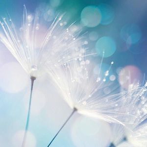 Euroart OBRAZ NA SKLE, květiny, 20/20/1, 40 cm obraz