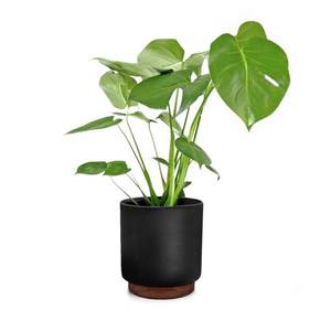 Fox & Fern Enspijk, květináče, ořechové dřevo, Polystone, ručně vyráběné, 2 velikosti obraz