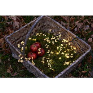 Světelný LED řetěz Sirius Trille Green, délka 200 cm obraz