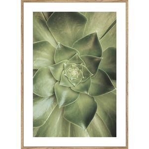 Monee TIŠTĚNÉ OBRAZY NA PLÁTNĚ, rostliny, 51, 2/71, 2 cm obraz