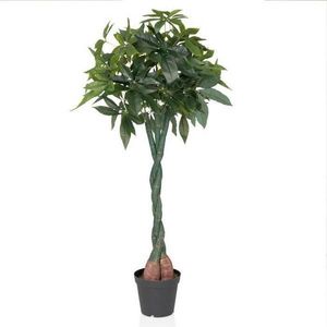 MID.YOU UMĚLÁ ROSTLINA pachira aquatica obraz