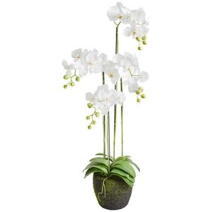 ORCHIDEJ 100 cm obraz