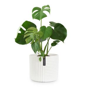 Fox & Fern Květináč Hasselt z polystonu, ručně vyrobený, vhodný pro rostliny ve 3D vzhledu. obraz