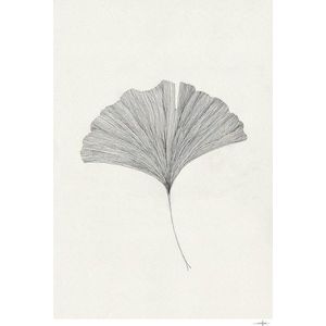 Plakát 50x70 cm Ginkgo Leaf – Ana Frois – The Poster Club obraz