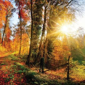 OBRAZ NA SKLE, krajina a příroda, 30/30/1, 40 cm obraz