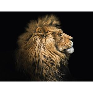 Euroart OBRAZ NA SKLE, zvířata, 30/40 cm obraz