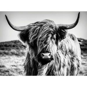 MALBA NA PLÁTNĚ, zvířata, 135/100/3 cm obraz