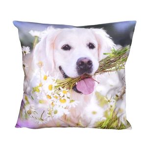 Fotonávlek, Labrador a kopretiny, 40 x 40 cm obraz