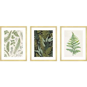 Obrazy v sadě 3 ks 30x40 cm Fern – knor obraz