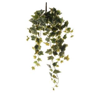 DEKORAČNÍ ROSTLINA obraz